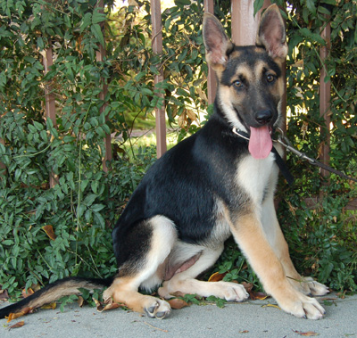 Zoey von Zermatt sitting